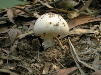 谨防误食野生毒蘑菇中毒  无特效疗法死亡率高