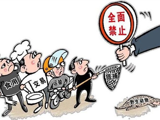 全面禁食！《广东省野生动物保护管理条例（修订草案）》公开征求意见
