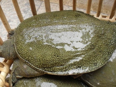 农业农村部紧急通知：中华鳖乌龟按水生动物管理不入禁食名录