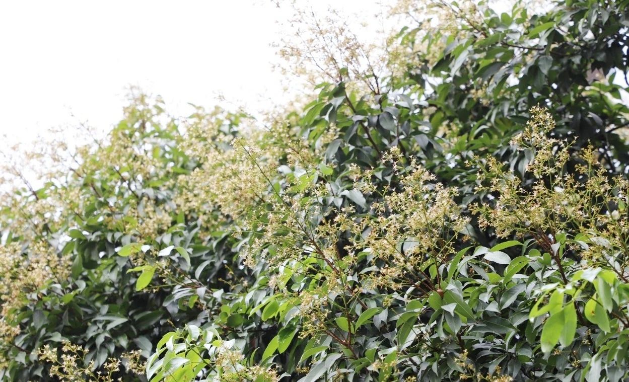 东莞大岭山荔枝生长势头喜人，成花率90%