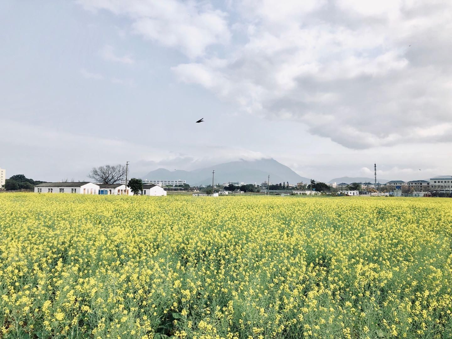 油菜花田有秘密？大鹏春天自然“云课堂”开讲啦
