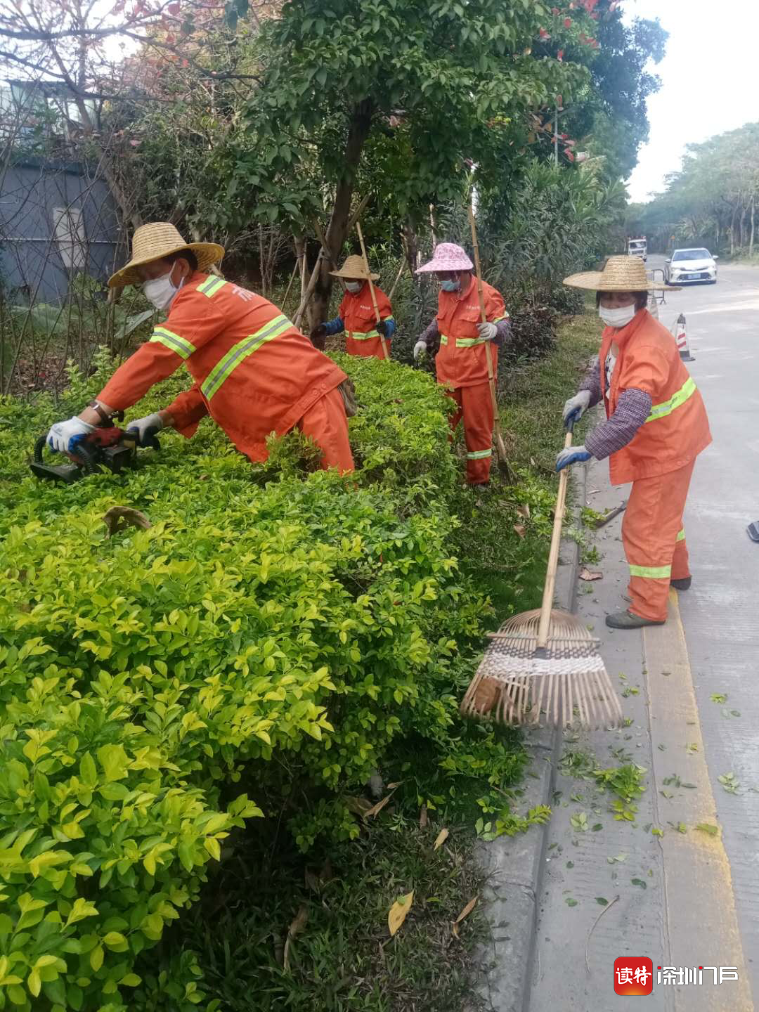 燕罗：春回大地  城管养护树木修剪忙
