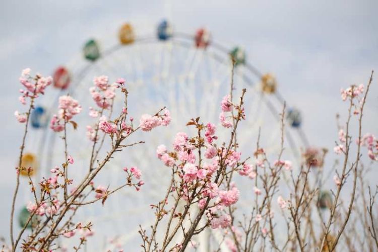 观澜湖邀女性朋友免费赏樱花 提供超3000个免费停车位！