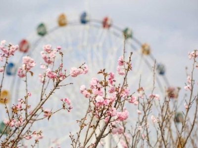 观澜湖邀女性朋友免费赏樱花 提供超3000个免费停车位！