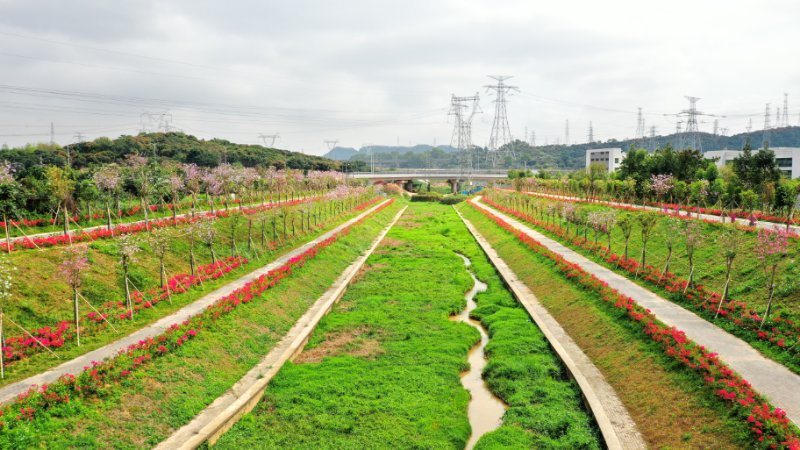 光明区凤凰街道落实河（湖）长制 推动水环境长治久清