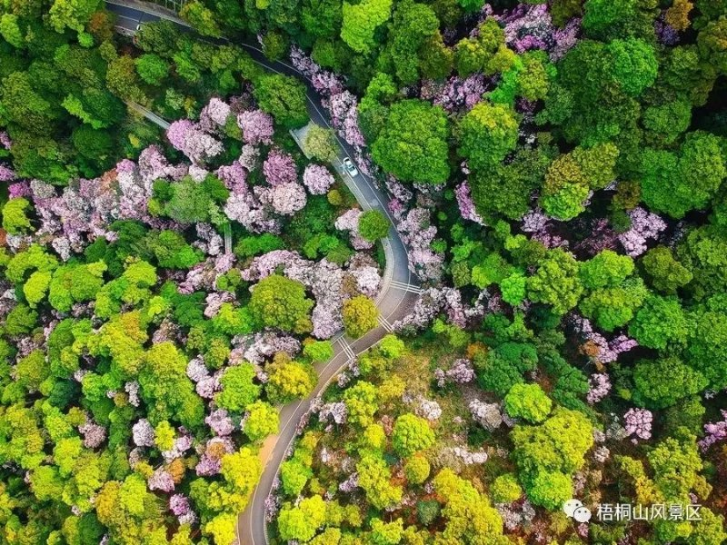 绿城飞花云观赏：深圳多处绝美春景入选广东精品赏花路线