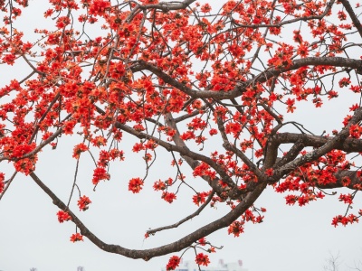 “千笼万笼一树红，红花碧水笑春风。”东莞百年木棉花开满树