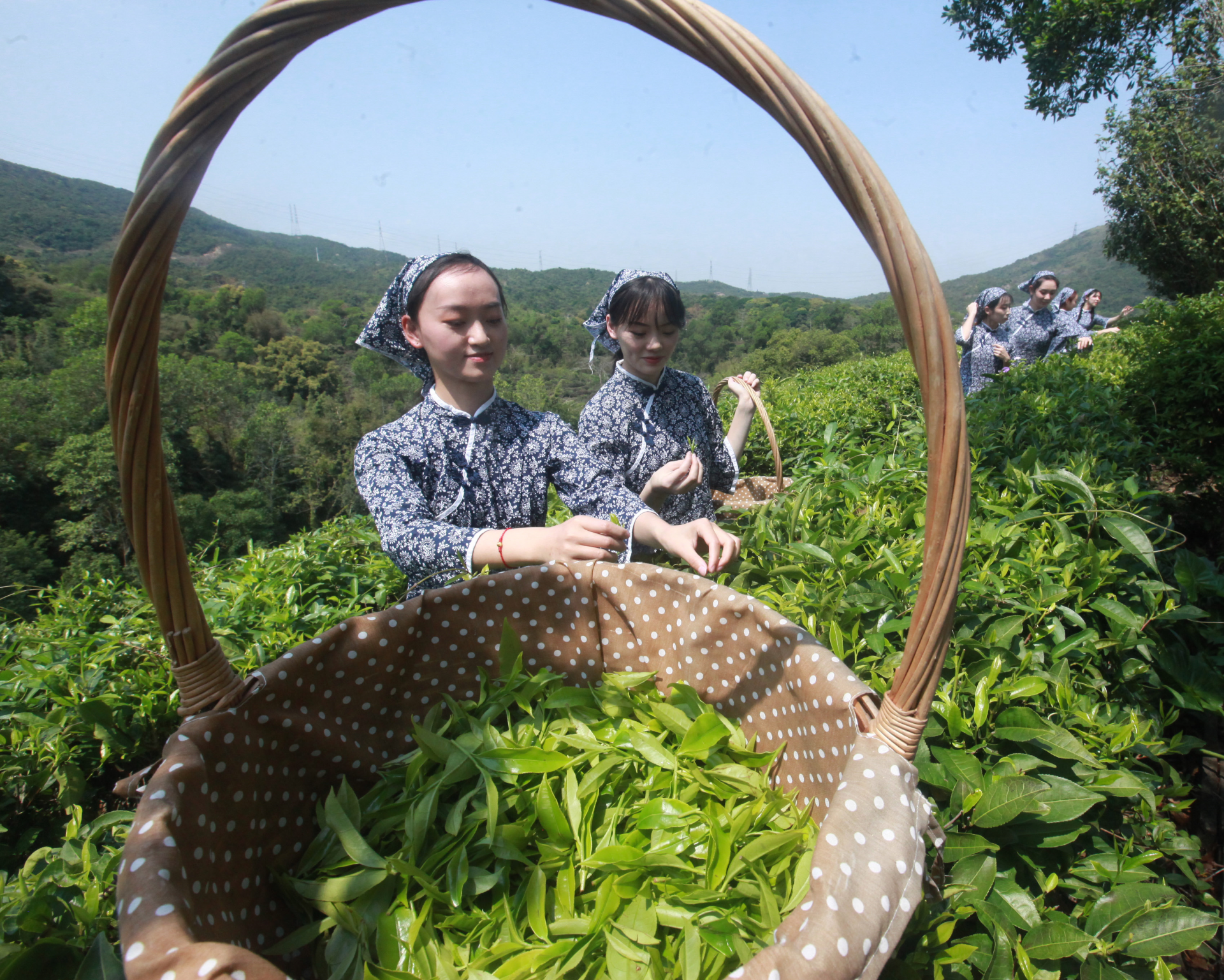 春漫三月，东部华侨城春茶飘香