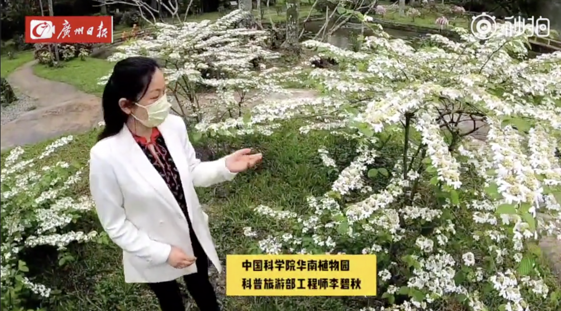 昨天的春雨过后，华南植物园的“蝴蝶花”进入盛花期