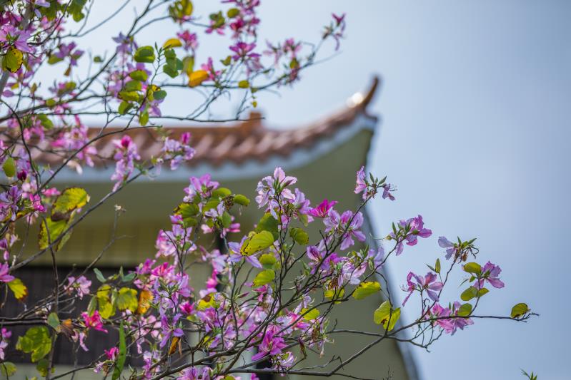 足不出户饱览绿道春色，罗湖城管邀您线上“云赏光”