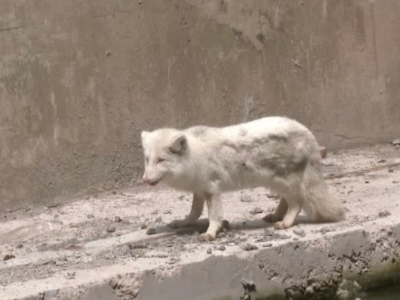 北极狐被弃河道月余  居民投食多方救助
