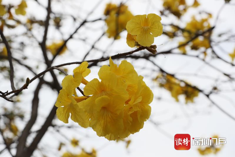 “战疫”黄花开  