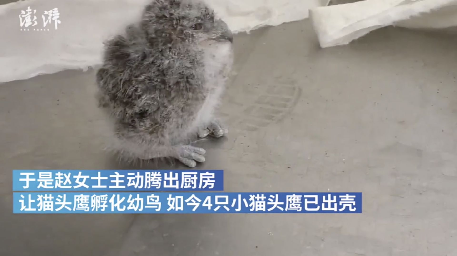 猫头鹰油烟机管道内孵蛋，女主人为其腾出厨房