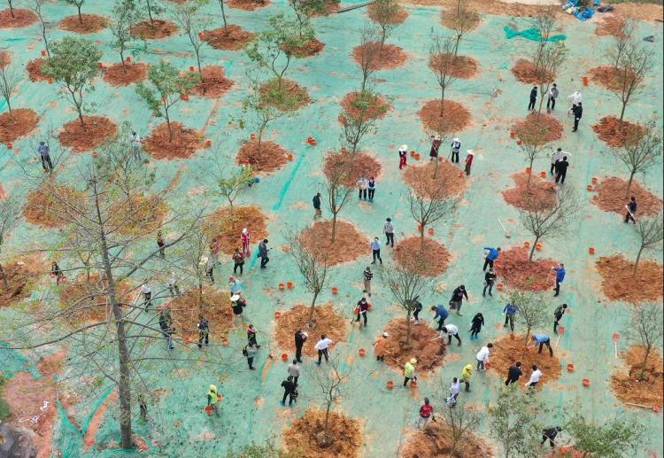 义务植树添新绿，南山四大美丽行动提升绿色发展