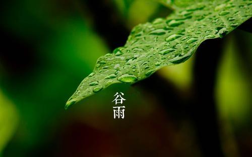 话节气 | 正当谷雨弄晴时，一壶新茗泡松萝
