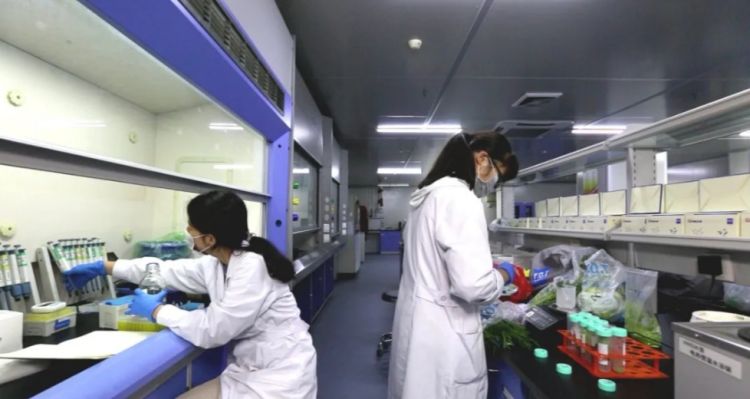 日均快筛检测量高达6000批次  深圳凯吉星为“菜篮子”安全保驾护航