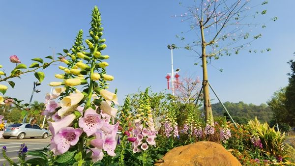 燕罗街道打造百个街头小景，提升城市绿化景观品质