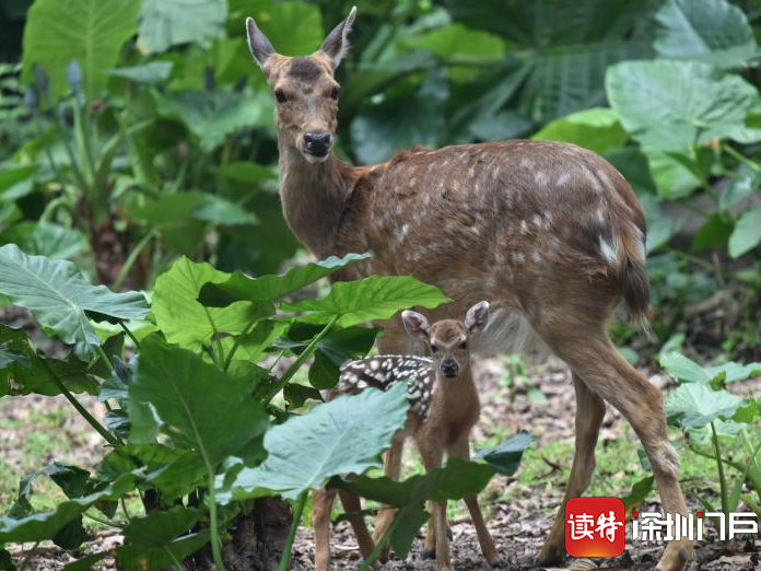 萌萌的鹿宝宝出生啦！深圳野生动物园梅花鹿家族喜添宝宝
