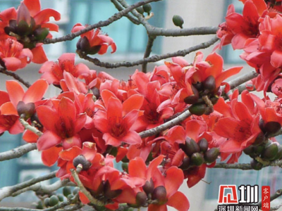 疫散花开，一起来邂逅深圳最美的园中四月天！
