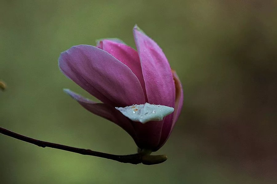 北京城的花间雅事