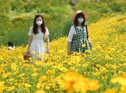 美！武汉光谷黄金花海成新晋拍照胜地