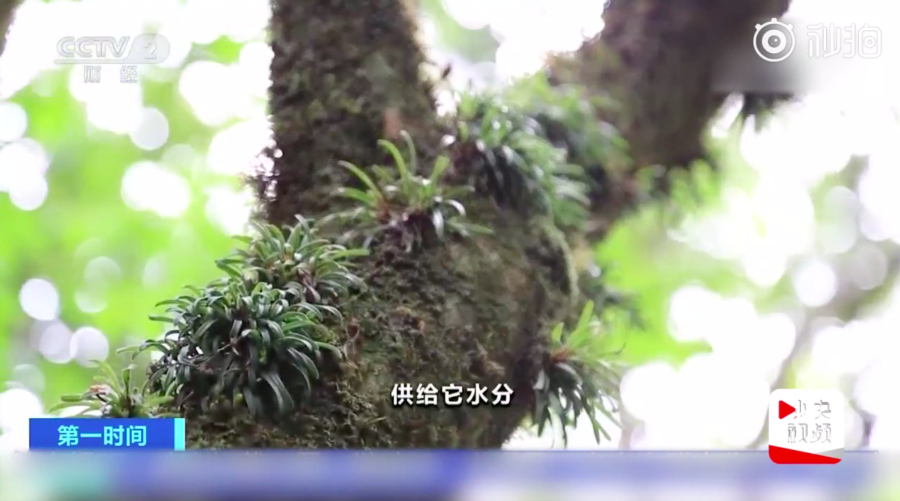 云南无量山首次发现珍稀植物牛角兰，看看长啥样