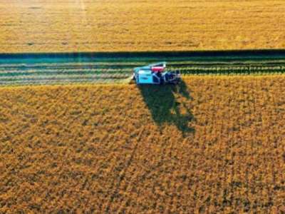 中国夏粮有望再获好收成，预计小麦收购量1400亿斤左右