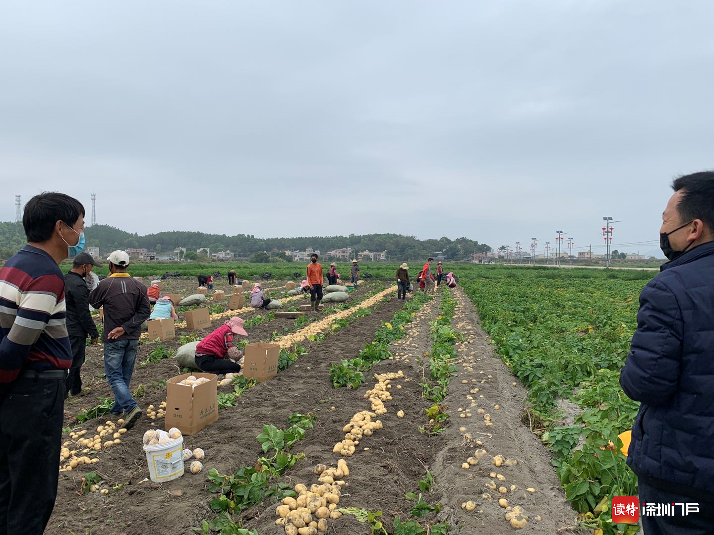 惠东小土豆走向大市场
