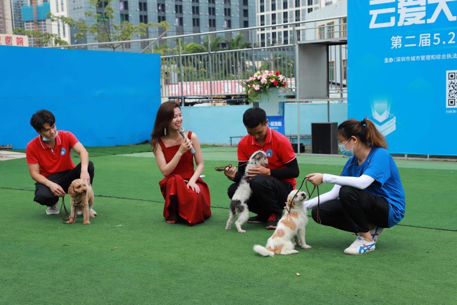 深圳宣布全面启动犬只芯片植入工作，深圳爱犬日六大会场目不暇接、“云”览盛况