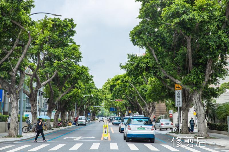 莲花支路行道树修剪快“秃”了？修剪之后效果惊艳！