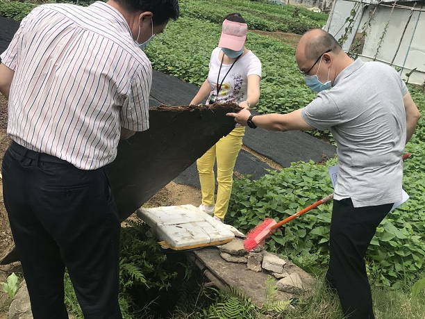 底数清台账明，龙岗街道全面“体检”确保辖区种植用地无隐患