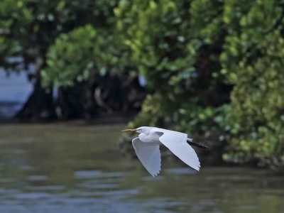 美成这样！中国最珍贵鹭鸟现身深圳红树林保护区