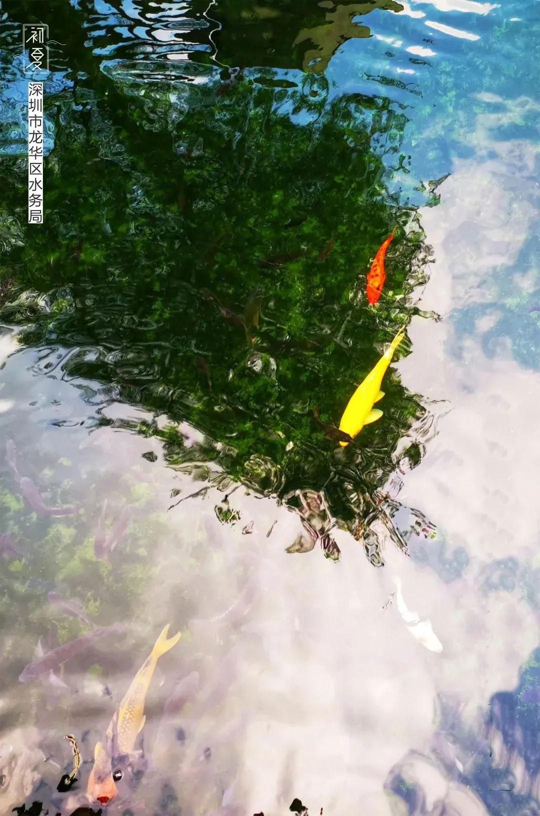 诗一样的初夏 带你寻找龙华河道最美风景
