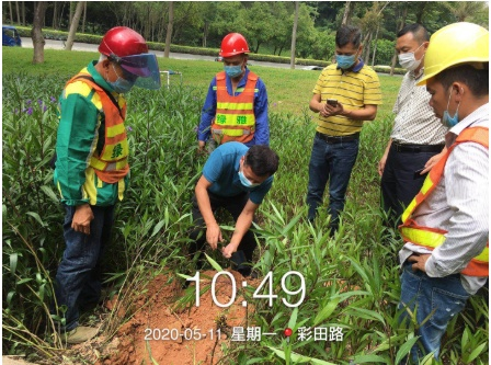 又到一年台风暴雨季，行道树的安危话你知