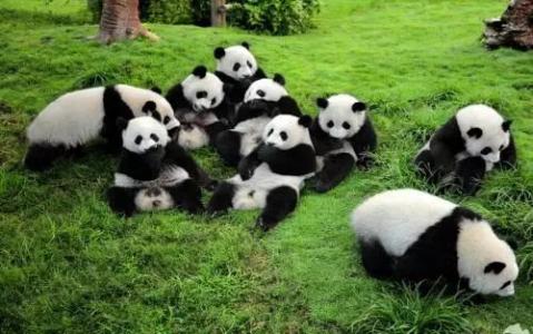 成都大熊猫繁育研究基地：已做好准备迎接旅加大熊猫回家