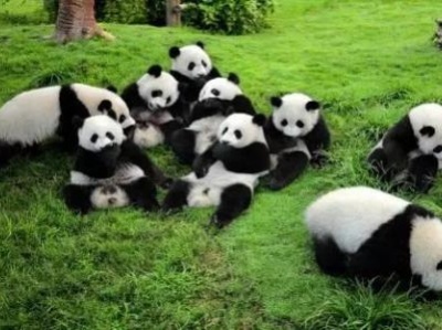 成都大熊猫繁育研究基地：已做好准备迎接旅加大熊猫回家