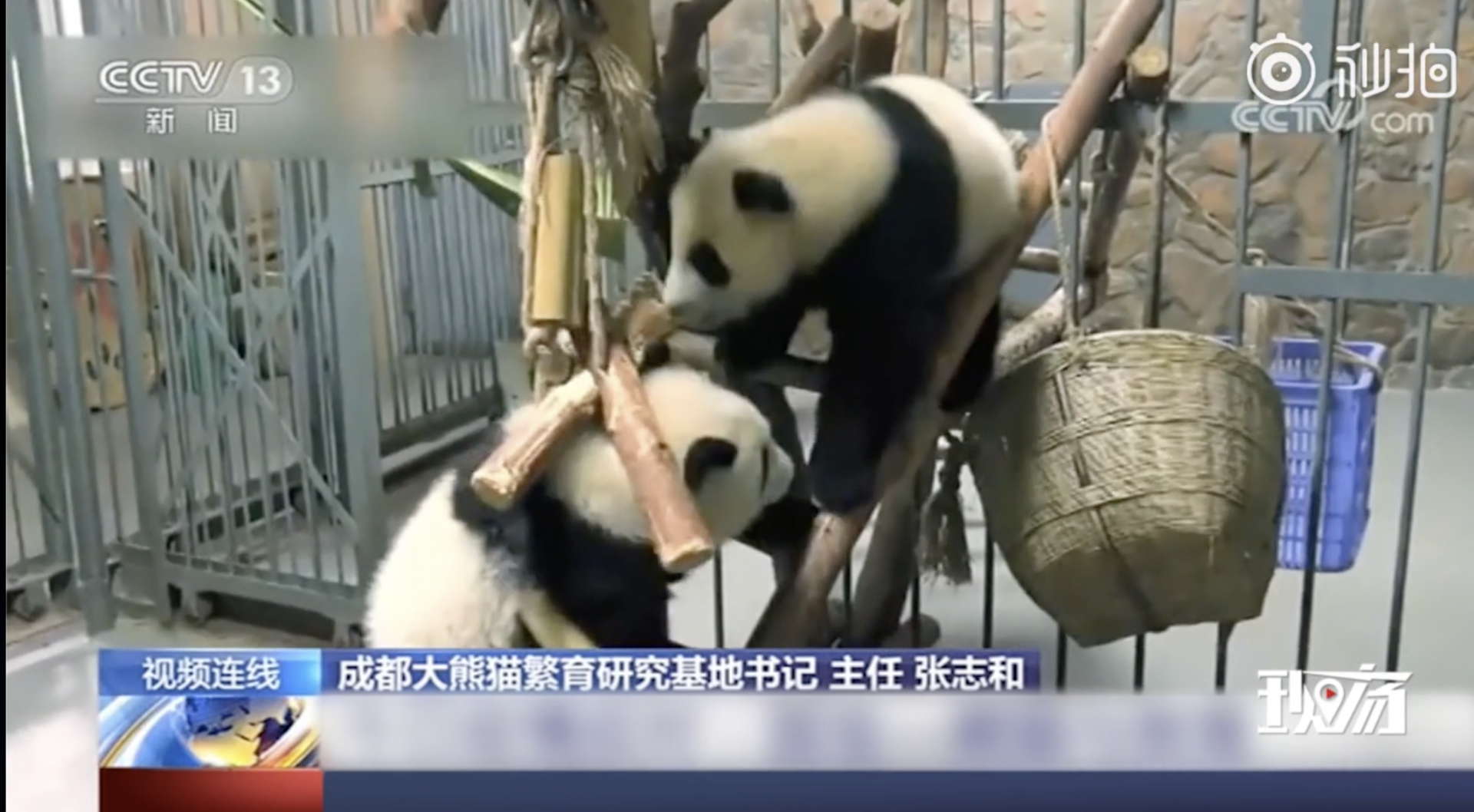 放心卖萌！成都大熊猫全部接受核酸检测：结果全部是阴性