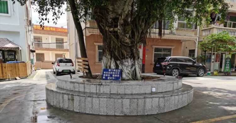 民生无小事，家门口榕树景观台换新装，南澳推动213项民生微实事