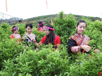 新会陈皮、凤凰单丛（枞）、英德红茶……  广东人耳熟能详的地理标志产品走俏