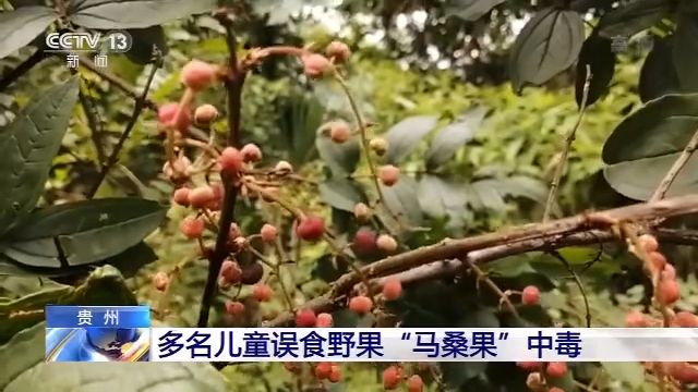 路边野果不要采！多名儿童误食野果“马桑果”中毒