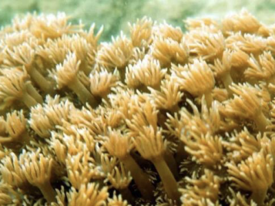 “ 鲨哥”在梅沙海底“种树”！4年种下1万多株珊瑚，还把央视吸引来了