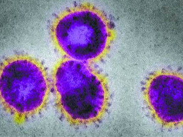 《自然》发表最新研究称，SARS治愈者抗体可抑制新冠病毒