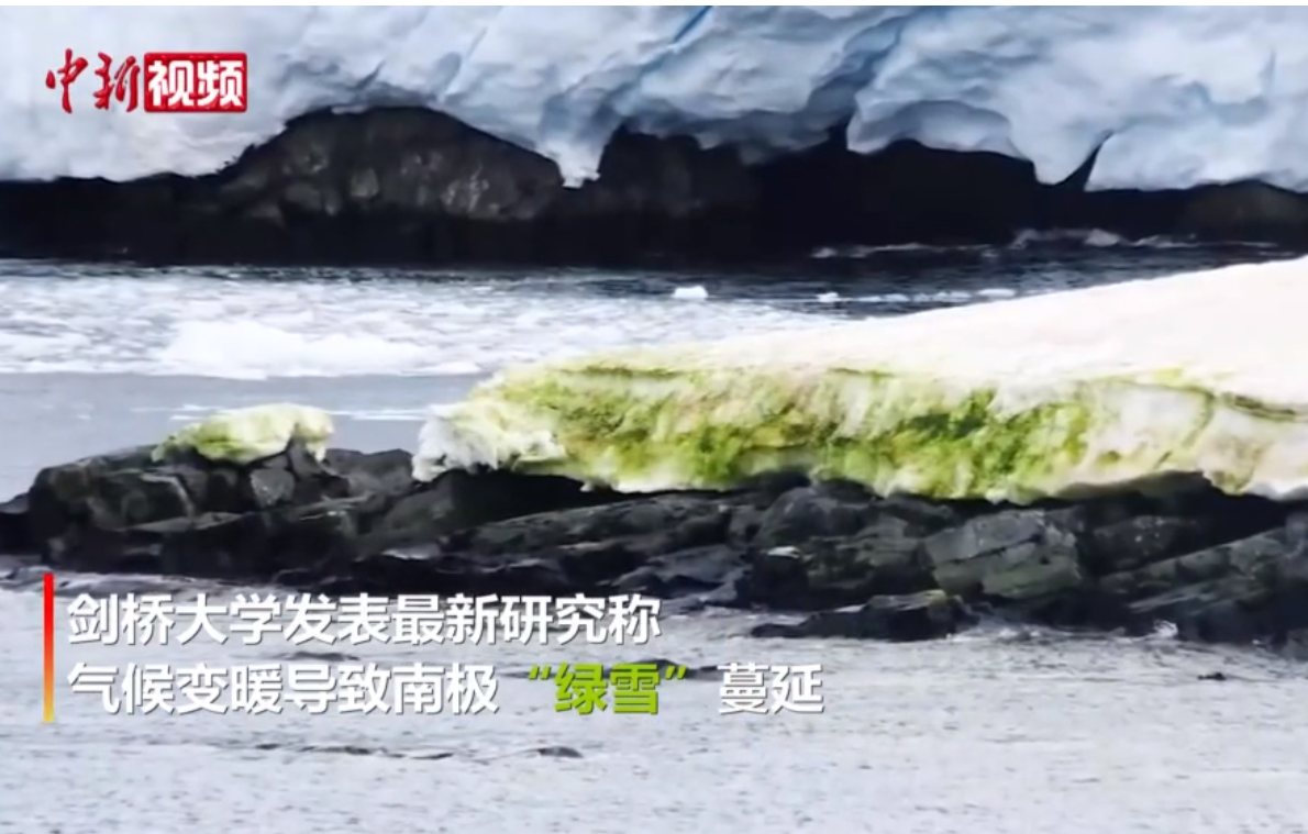 科学家解释南极绿雪：南极有1600多个绿藻繁殖区