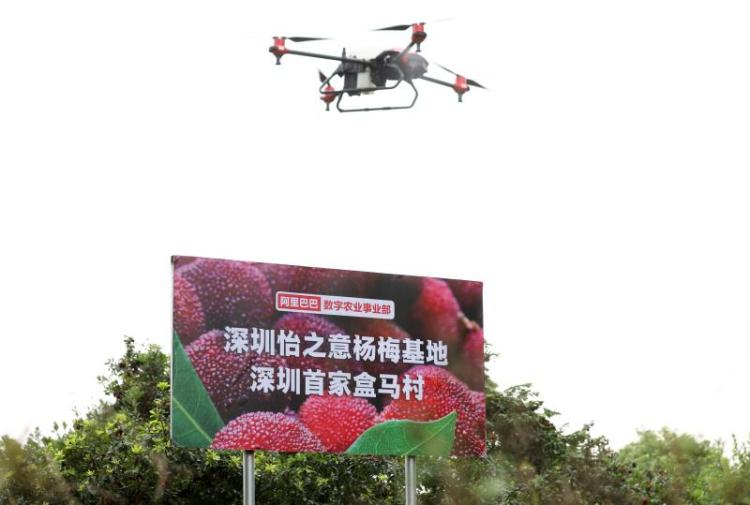 探访广东首个“盒马村”： 机器人比工人多，枝头到餐桌大数据说了算