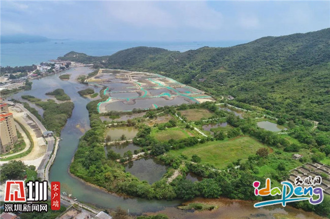 新增红树约12万平方米！大鹏新区东涌红树林将打造“红树邻里”生态社区