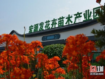 深圳首家花卉市场示范基地“花落”宝安 打造大湾区花卉文创旅游地标
