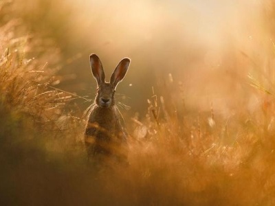 晨光里的野兔、被野狼惊飞的鹅群……GDT公布获奖自然摄影