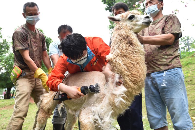 深圳野生动物园为小羊驼剪毛发扮靓