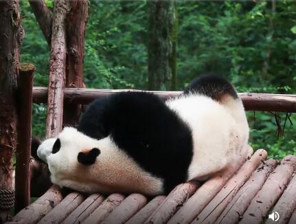 熊猫社区丨假期综合症——再让我多睡一会儿