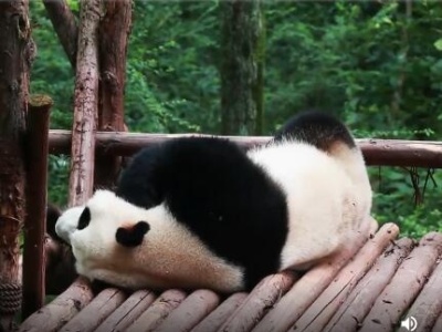 熊猫社区丨假期综合症——再让我多睡一会儿